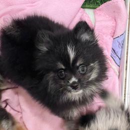 Bruto - Black and tan male Pomeranian puppy in San Marcos, Texas from Petticoat Poms