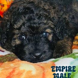 Empire - Black male Goldendoodle puppy in Beecher, Illinois from Erica’s Doodles