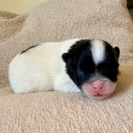 Finn - Black parti male Pomeranian puppy in New Plymouth, Idaho from Pawdawan Poms
