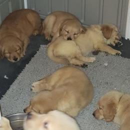 Golden Retriever Puppies from Stellar Acres Golden Retrievers