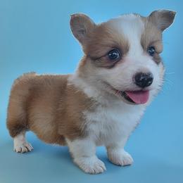 Fluffy Male - Red male Pembroke Welsh Corgi puppy in Unicoi, Tennessee from East Tennessee Clark Corgis