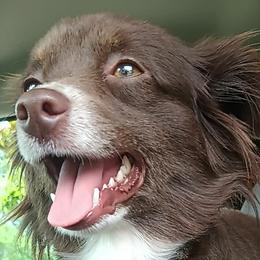 Toy Australian Shepherds from Tater Tot aussies