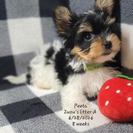 Peeta - Black tan and white male Biewer Terrier puppy in Conetoe, North Carolina from Southern Belle's Biewer Terriers & Papillons