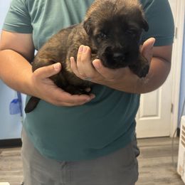 Purple - Sable German Shepherd puppy in Shelton, Connecticut from DaCruz K9s