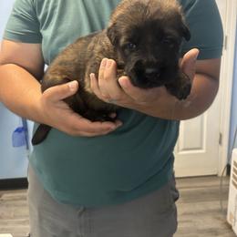 Purple - Sable German Shepherd puppy in Shelton, Connecticut from DaCruz K9s