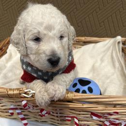 Romeo - White male Poodle puppy in Mobile, Alabama from Semmy’s Standard Poodle LLC