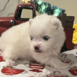 Isabella - Cream parti female Pomeranian puppy in New Lenox, Illinois from Illinois Poms