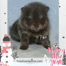 Pika - Blue and tan female Pomeranian puppy in Eatonville, Washington from Foxy Forest Poms