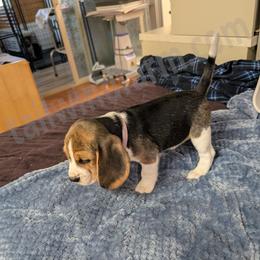 Violet - Black tan and white female Beagle puppy in Vallejo, California from Tailwindfarm