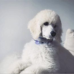 Poodle Puppies from Dan DS