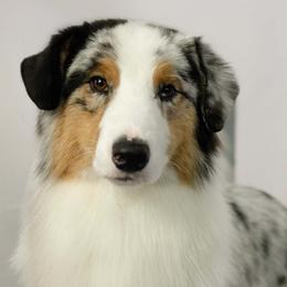 Kevin - Australian Shepherd