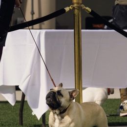 French Bulldog All Grown Up from HDH French Bulldogs