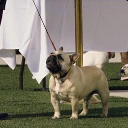 French Bulldog All Grown Up from HDH French Bulldogs