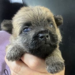 Lion Boy 1 - Wheaten male Cairn Terrier puppy in Bigfork, Minnesota from Dachshunds Up North