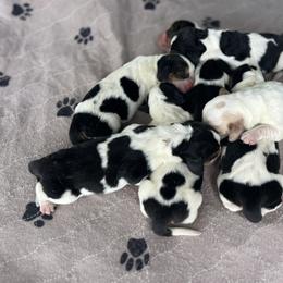 Basset Hound, Boykin Spaniel, and Labrador Retriever Puppies from PARK’s Family Farm