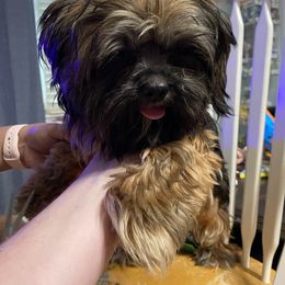 Shih Tzu All Grown Up from Wilson Kennel