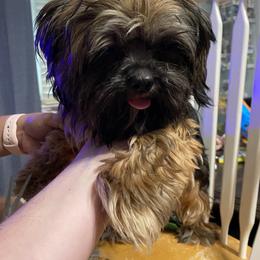 Shih Tzu All Grown Up from Wilson Kennel