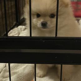 Pomeranian and Pomsky Puppies from High Quality Pomeranians