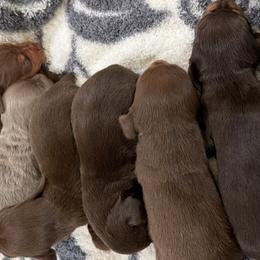 Dachshunds from Double T Dachshunds