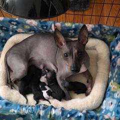 Dina - American Hairless Terrier