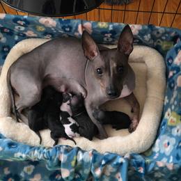 Dina - American Hairless Terrier