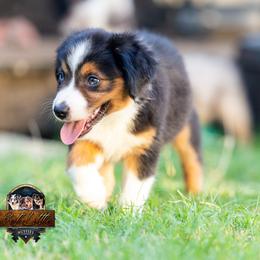 Majesty - Black tri female Miniature American Shepherd puppy in Granbury, Texas from Best Little Aussies