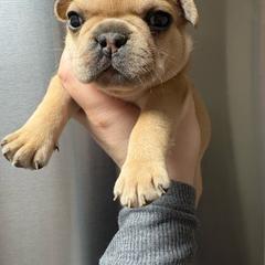 Macchiato - Fawn male French Bulldog puppy in Coatesville, Pennsylvania from The Chipper Frenchie
