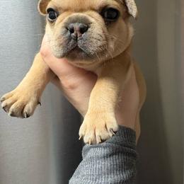 Macchiato - Fawn male French Bulldog puppy in Coatesville, Pennsylvania from The Chipper Frenchie
