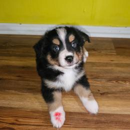 Finch - Black tri male Miniature Australian Shepherd puppy in Dunnellon, Florida from Ever After Mini Aussies