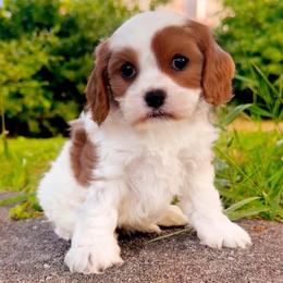 Willow - Blenheim female Cavapoo puppy in Salt Lake City, Utah from SunnySide Mini Doodles