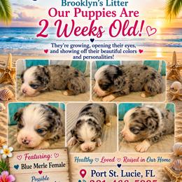 Girl 2 - Blue merle female Miniature Australian Shepherd puppy in Port Saint Lucie, Florida from Charlene Brannon's Mini Australian Shepherds