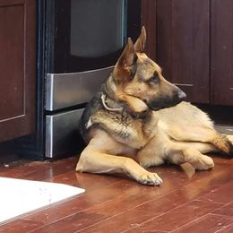 German Shepherd All Grown Up from Freiheit Von Himmel  Shepherds