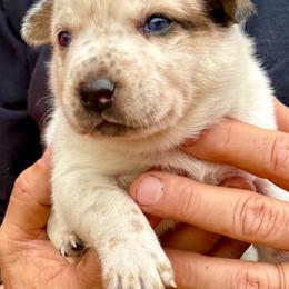 Boy 1 - Red speckled male Australian Cattle Dog puppy in Morton, Mississippi from Heart K Kennels