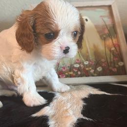 Rocco - Blenheim male Cavalier King Charles Spaniel puppy in Kidder, South Dakota from Continental Cavaliers