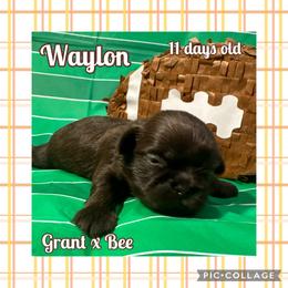 Waylon - Liver male Shih Tzu puppy in Beatrice, Nebraska from I Shih Tzu Not Puppies