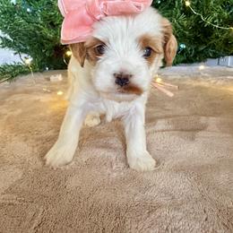 Girl 3 - Blenheim female Cavapoo puppy in Spanish Fork, Utah from Sugar Doodles Pups