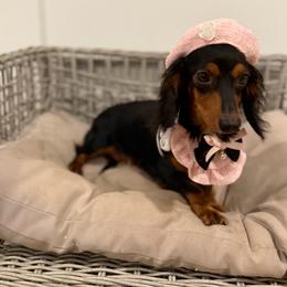 Miss Venezuela - Dachshund