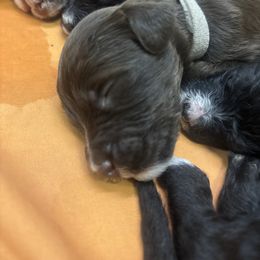 Jerome - Brown and white male Bernedoodle puppy in Phoenix, Arizona from Grandview Bernedoodles