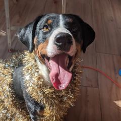 Opale - Appenzeller Sennenhund