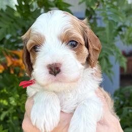 Spike - Blenheim male Cavapoo puppy in Tucson, Arizona from Adored Poodle & Doodles