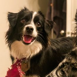 Miniature Australian Shepherds from Salt City Americans