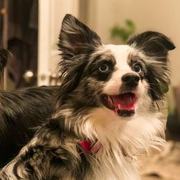 Miniature Australian Shepherds from Salt City Americans