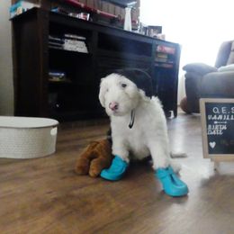 Old English Sheepdog Puppies from Gabriela Moreno's Old English Sheepdogs