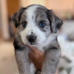 Hazel - Blue merle female Aussiedoodle puppy in Seguin, Texas from Navarro Royal Pups