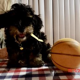 King Alfonso (Fonzi) OF A ROYAL HAVANESE COURT - Black brindle male Havanese puppy in North Richland Hills, Texas from A Royal Havanese Court