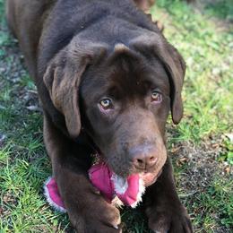 Labrador Retrievers from Alley Rock Labradors, LLC