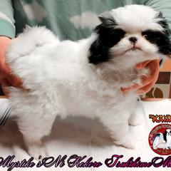 Japanese Chin Puppies from Mystike Japanese Chin