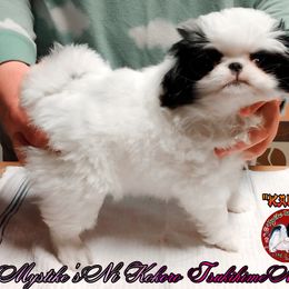 Japanese Chin Puppies from Mystike Japanese Chin