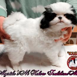 Japanese Chin Puppies from Mystike Japanese Chin