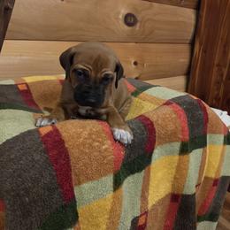 Boy 4 - male Rhodesian Ridgeback puppy in Gaffney, South Carolina from Circle D Farms